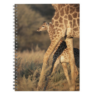 Niedliche Kleintiere   Baby Giraffe & Parent Notizblock