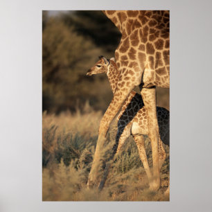 Niedliche Kleintiere Baby Giraffe & Parent Poster