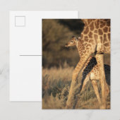 Niedliche Kleintiere | Baby Giraffe & Parent Postkarte (Vorne/Hinten)