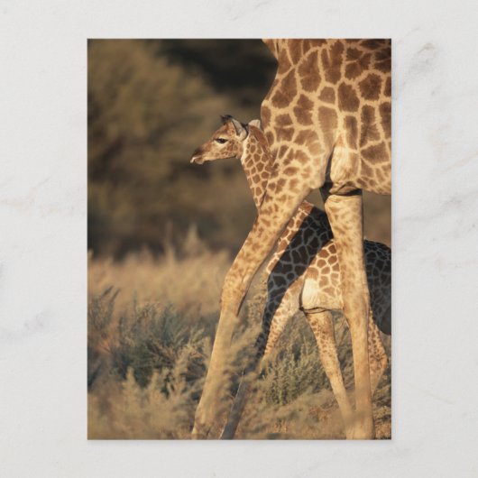 Niedliche Kleintiere | Baby Giraffe & Parent Postkarte (Vorderseite)