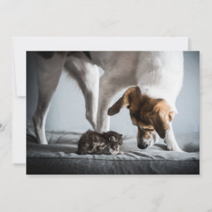 Niedliche Kleintiere Baby Kitten & Dog Dankeskarte