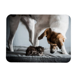 Niedliche Kleintiere Baby Kitten & Dog Magnet