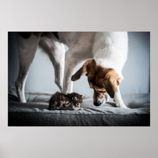 Niedliche Kleintiere | Baby Kitten & Dog Poster (Vorne)