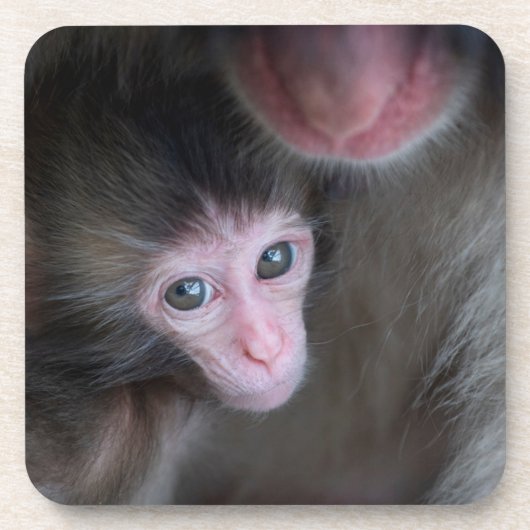 Niedliche Kleintiere | Baby Macaque Monkey & Mothe Getränkeuntersetzer (Vorderseite)