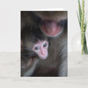 Niedliche Kleintiere   Baby Macaque Monkey & Mothe Karte