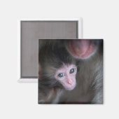 Niedliche Kleintiere | Baby Macaque Monkey & Mothe Magnet (Vorderseite/Rückseite)