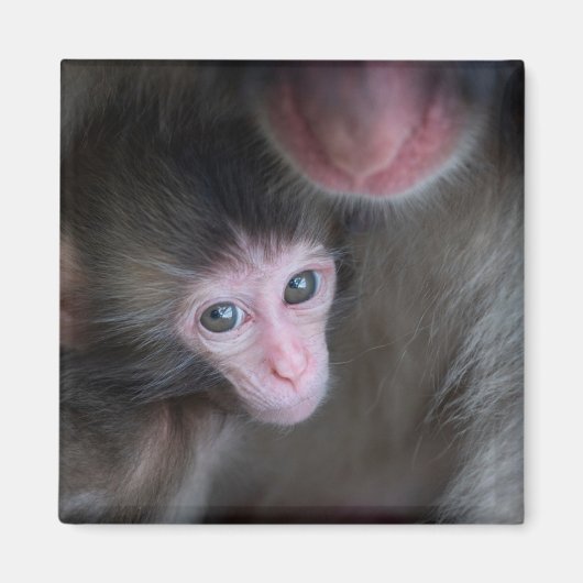 Niedliche Kleintiere | Baby Macaque Monkey & Mothe Magnet (Vorne)