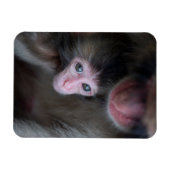 Niedliche Kleintiere | Baby Macaque Monkey & Mothe Magnet (Horizontal)