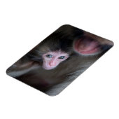 Niedliche Kleintiere | Baby Macaque Monkey & Mothe Magnet (Linke Seite)
