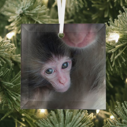 Niedliche Kleintiere | Baby Macaque Monkey & Mothe Ornament Aus Glas (Insitu)