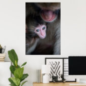 Niedliche Kleintiere | Baby Macaque Monkey & Mothe Poster (Heimbüro)