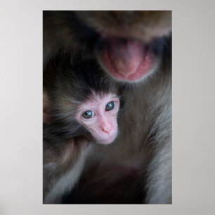 Niedliche Kleintiere Baby Macaque Monkey & Mothe Poster