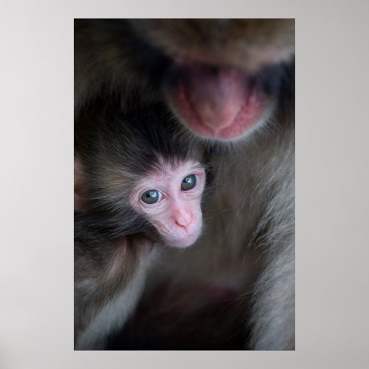 Niedliche Kleintiere | Baby Macaque Monkey & Mothe Poster (Vorne)