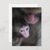 Niedliche Kleintiere | Baby Macaque Monkey & Mothe Postkarte (Vorne/Hinten)