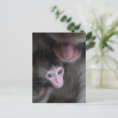 Niedliche Kleintiere | Baby Macaque Monkey & Mothe Postkarte (Stehend Vorderseite)