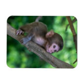 Niedliche Kleintiere | Baby Monkey Magnet (Horizontal)