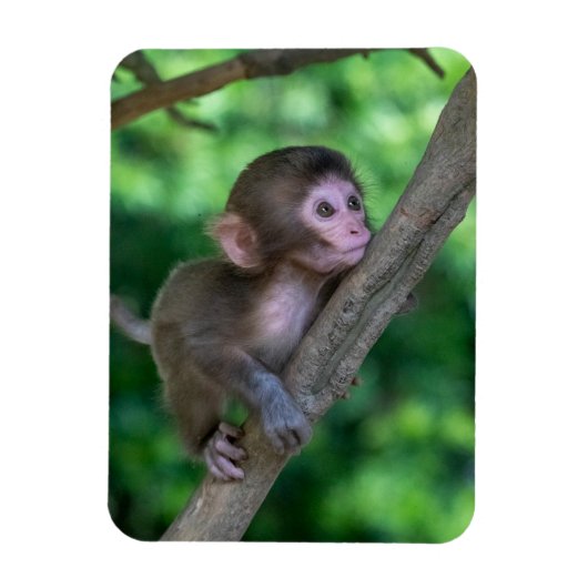 Niedliche Kleintiere | Baby Monkey Magnet (Vertikal)