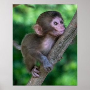 Niedliche Kleintiere   Baby Monkey Poster