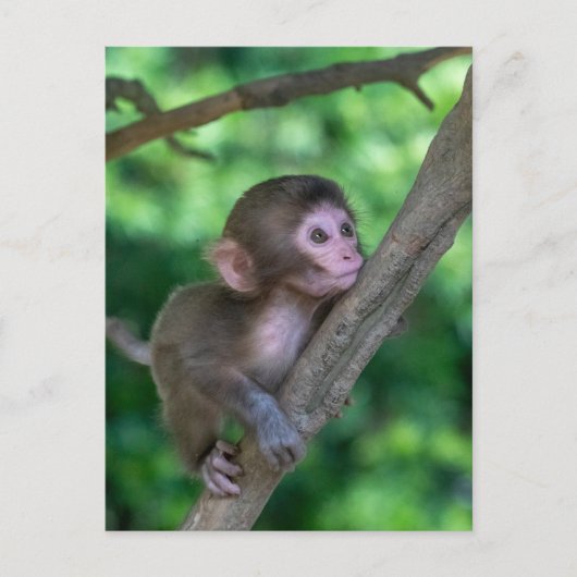 Niedliche Kleintiere | Baby Monkey Postkarte (Vorderseite)