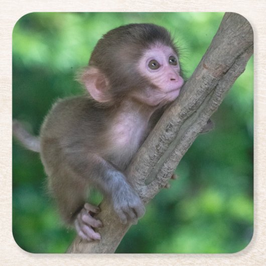Niedliche Kleintiere | Baby Monkey Rechteckiger Pappuntersetzer (Vorderseite)
