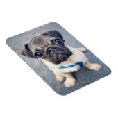 Niedliche Kleintiere | Baby Mops Magnet (Rechte Seite)