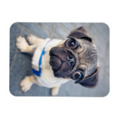 Niedliche Kleintiere | Baby Mops Magnet (Horizontal)