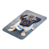 Niedliche Kleintiere | Baby Mops Magnet (Linke Seite)