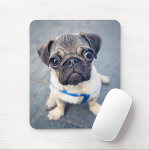 Niedliche Kleintiere   Baby Mops Mousepad