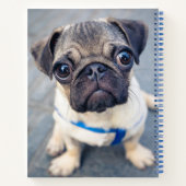 Niedliche Kleintiere | Baby Mops Notizblock (Rückseite)