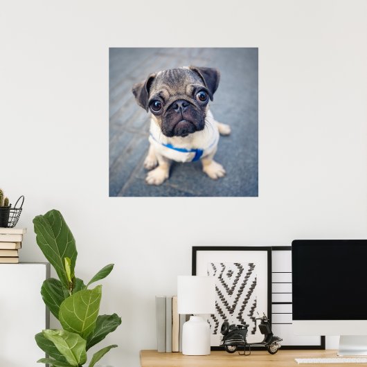 Niedliche Kleintiere | Baby Mops Poster (Heimbüro)