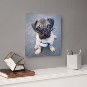 Niedliche Kleintiere   Baby Mops Quadratische Wanduhr