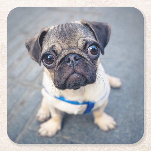 Niedliche Kleintiere | Baby Mops Rechteckiger Pappuntersetzer (Vorderseite)