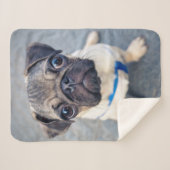 Niedliche Kleintiere | Baby Mops Sherpadecke (Vorderseite (Horizontal))