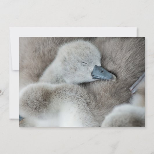 Niedliche Kleintiere | Baby Mute Swan Dankeskarte (Vorderseite)