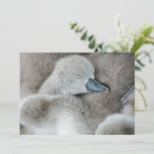 Niedliche Kleintiere | Baby Mute Swan Dankeskarte (Stehend Vorderseite)
