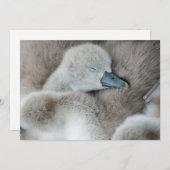 Niedliche Kleintiere | Baby Mute Swan Dankeskarte (Vorne/Hinten)