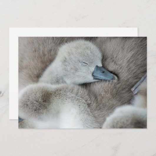 Niedliche Kleintiere | Baby Mute Swan Dankeskarte (Vorne/Hinten)