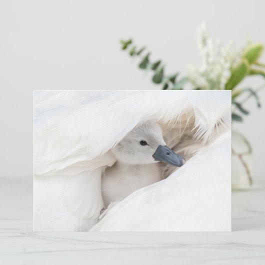 Niedliche Kleintiere | Baby Mute Swan Dankeskarte (Stehend Vorderseite)