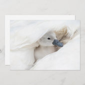 Niedliche Kleintiere | Baby Mute Swan Dankeskarte (Vorne/Hinten)