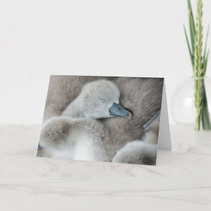 Niedliche Kleintiere   Baby Mute Swan Karte