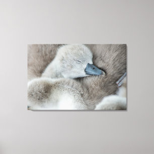 Niedliche Kleintiere Baby Mute Swan Leinwanddruck