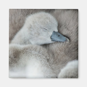 Niedliche Kleintiere   Baby Mute Swan Magnet