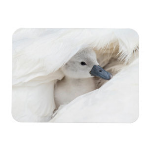 Niedliche Kleintiere Baby Mute Swan Magnet