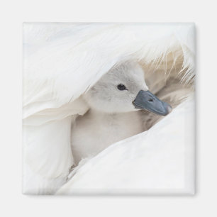 Niedliche Kleintiere Baby Mute Swan Magnet