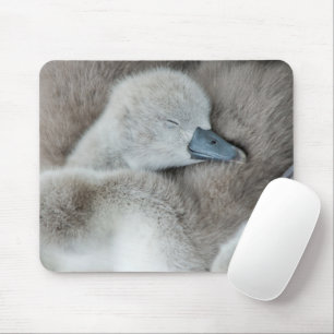 Niedliche Kleintiere   Baby Mute Swan Mousepad