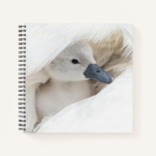 Niedliche Kleintiere Baby Mute Swan Notizblock