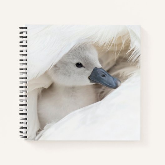 Niedliche Kleintiere | Baby Mute Swan Notizblock (Vorderseite)
