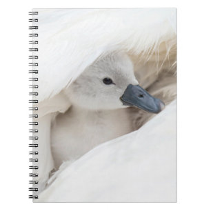 Niedliche Kleintiere Baby Mute Swan Notizblock