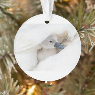 Niedliche Kleintiere   Baby Mute Swan Ornament