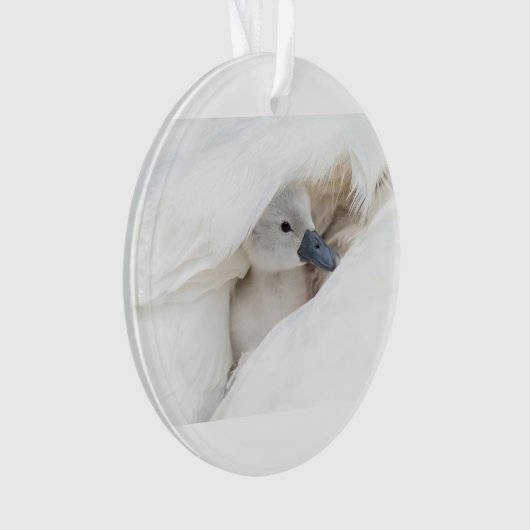 Niedliche Kleintiere | Baby Mute Swan Ornament (Vorderseite)
